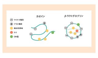 たんぱく質の等電点
